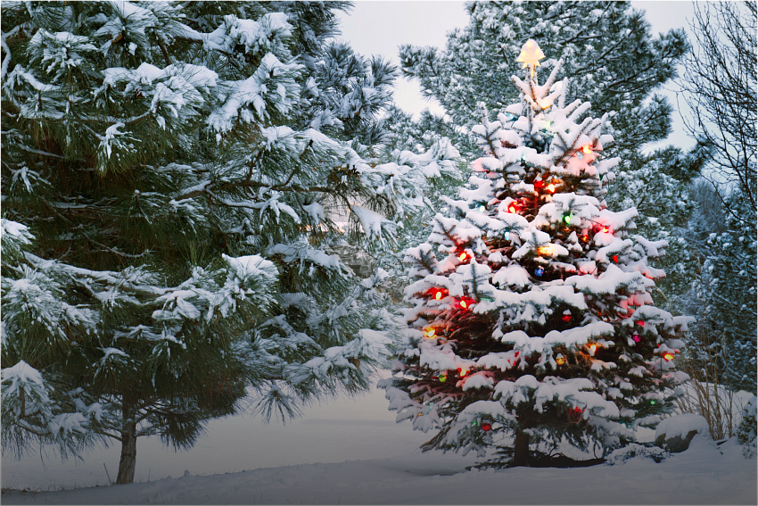 НОВОГОДНИЕ ПРОГРАММЫ 